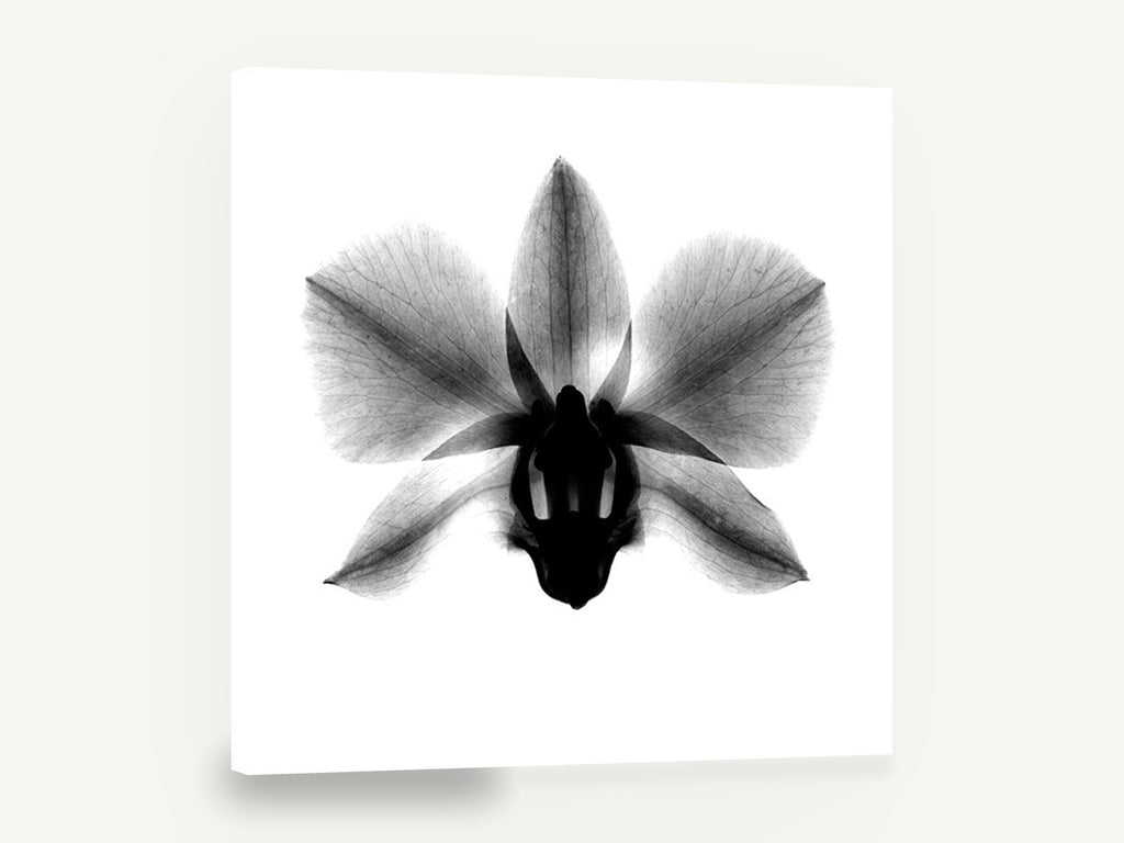 Orchid in Negative, orchid x-ray black and white photograph, floral canvas wall art print ready to hang