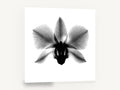 Orchid in Negative, orchid x-ray black and white photograph, floral canvas wall art print ready to hang