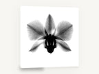 Orchid in Negative, orchid x-ray black and white photograph, floral canvas wall art print ready to hang