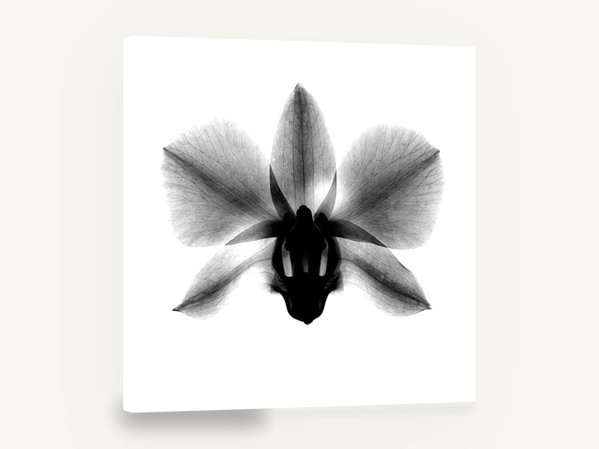 Orchid in Negative, orchid x-ray black and white photograph, floral canvas wall art print ready to hang
