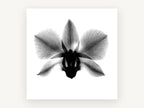Orchid in Negative, floral canvas wall art print, front view