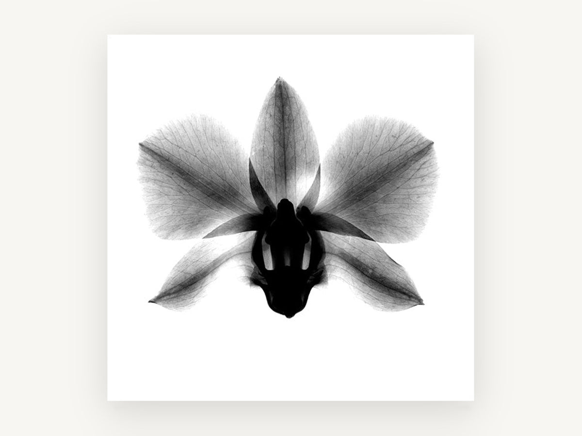 Orchid in Negative, floral canvas wall art print, front view