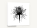 Open Rose X-Ray, rose x-ray black and white botanical, floral canvas wall art print ready to hang