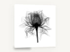 Open Rose X-Ray, rose x-ray black and white botanical, floral canvas wall art print ready to hang