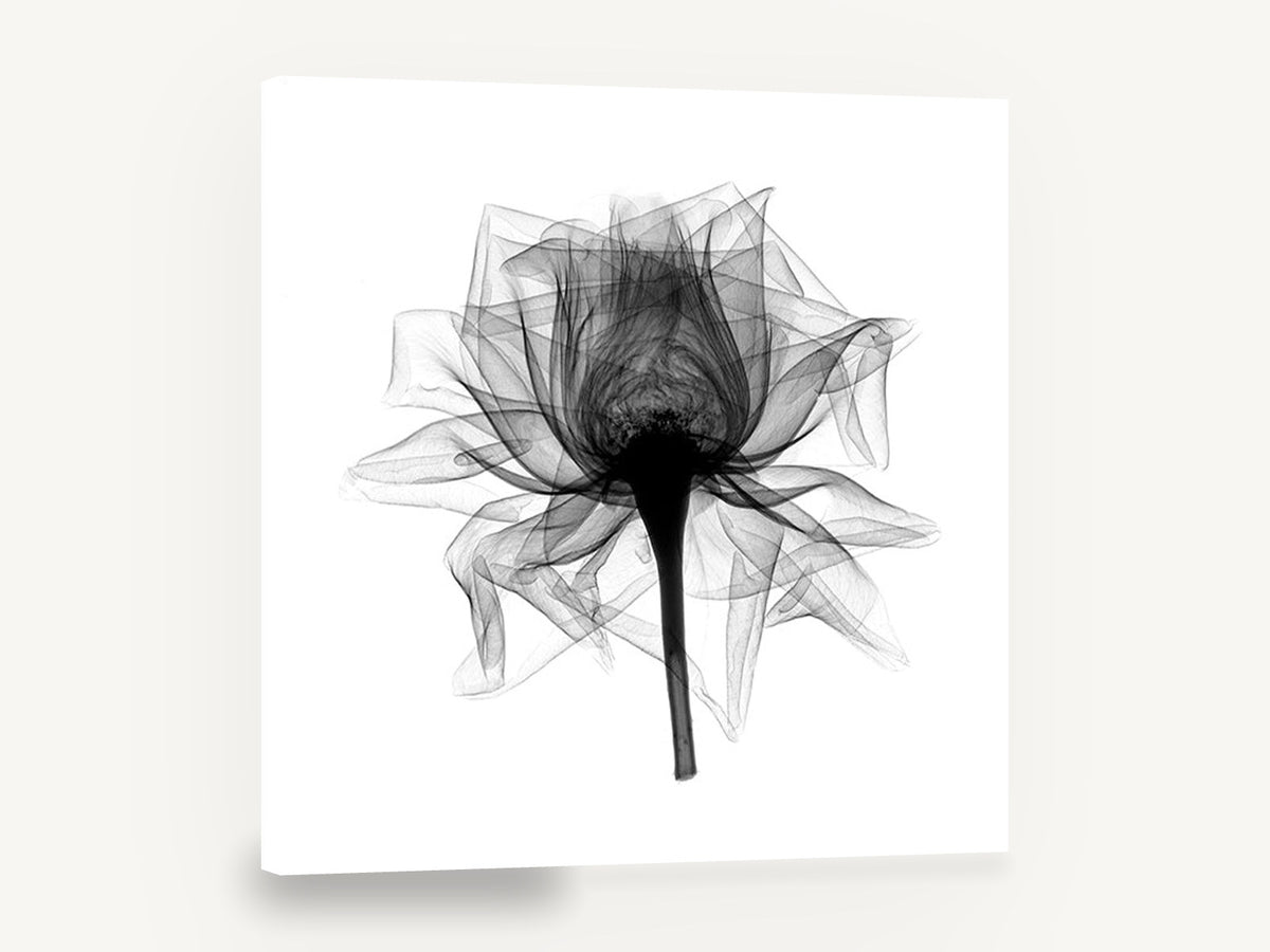Open Rose X-Ray, rose x-ray black and white botanical, floral canvas wall art print ready to hang