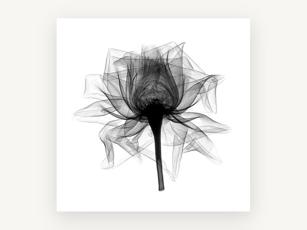 Open Rose X-Ray, floral canvas wall art print, front view