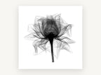 Open Rose X-Ray, floral canvas wall art print, front view