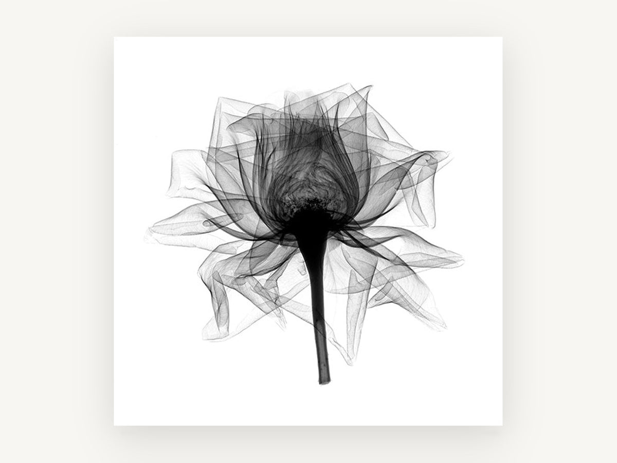 Open Rose X-Ray, floral canvas wall art print, front view