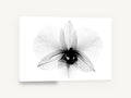 Orchid in Translucence, black and white x-ray orchid flower, floral canvas wall art print ready to hang