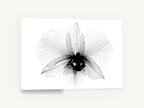 Orchid in Translucence, black and white x-ray orchid flower, floral canvas wall art print ready to hang