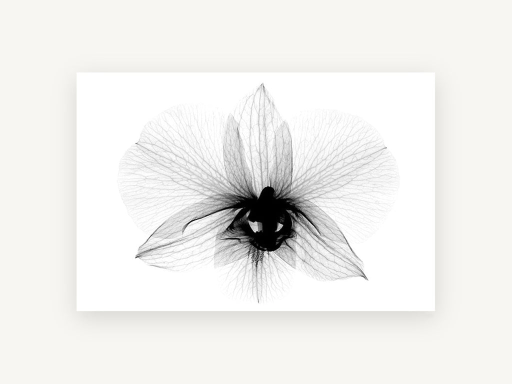 Orchid in Translucence, floral canvas wall art print, front view