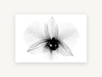 Orchid in Translucence, floral canvas wall art print, front view