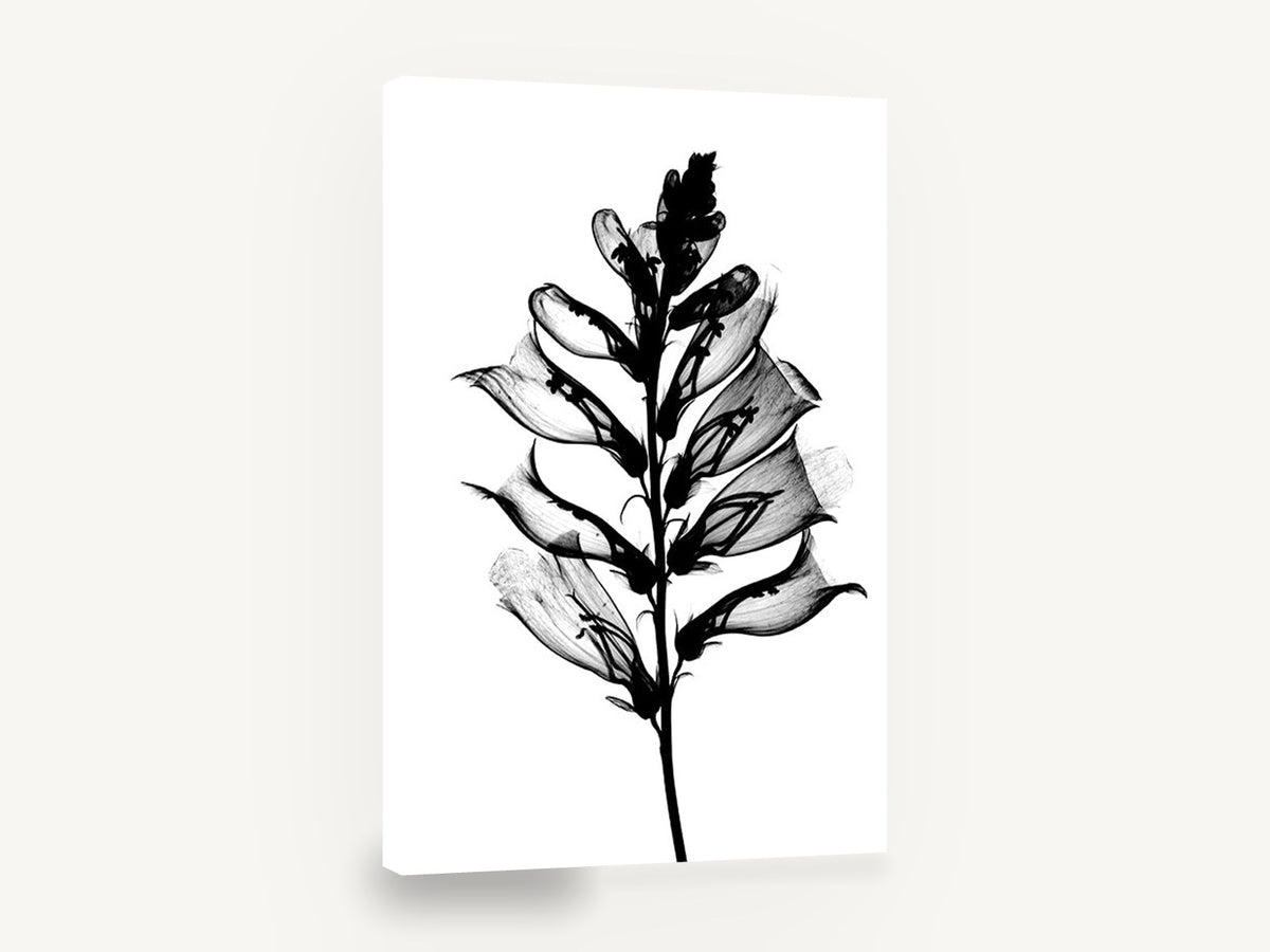 Foxglove Skeleton, foxglove x-ray black and white botanical, floral canvas wall art print ready to hang