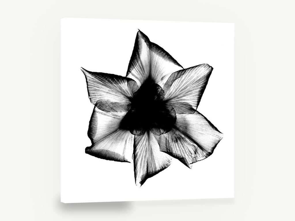 Iris X-Ray Bloom, iris flower x-ray black and white, floral canvas wall art print ready to hang