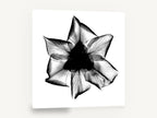 Iris X-Ray Bloom, iris flower x-ray black and white, floral canvas wall art print ready to hang
