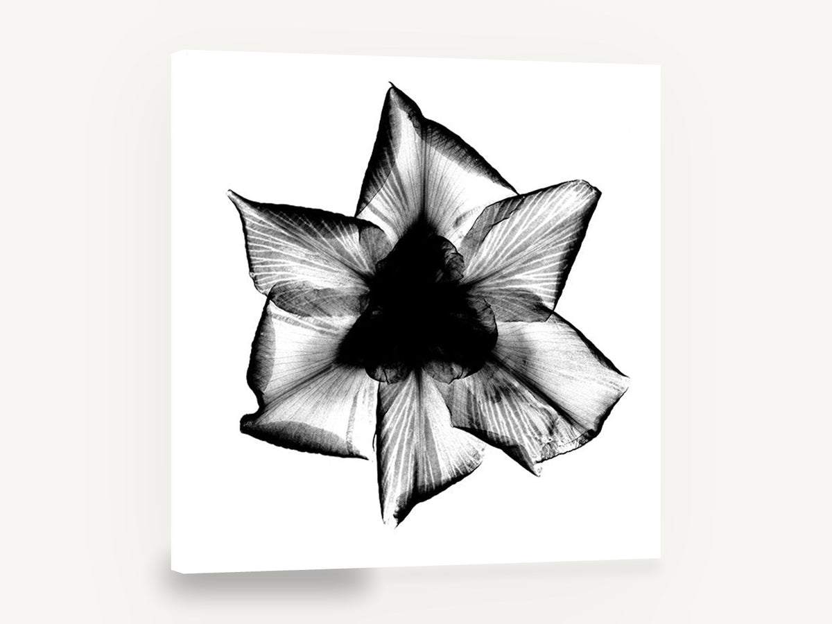 Iris X-Ray Bloom, iris flower x-ray black and white, floral canvas wall art print ready to hang