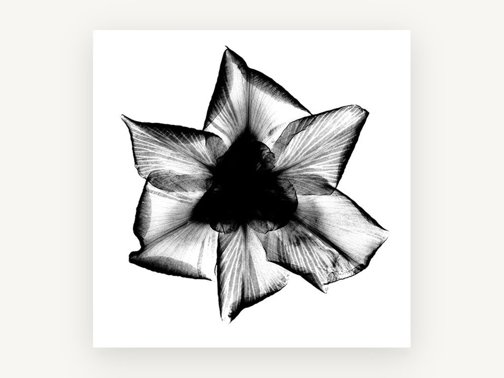 Iris X-Ray Bloom, floral canvas wall art print, front view