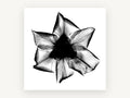 Iris X-Ray Bloom, floral canvas wall art print, front view