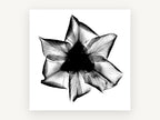 Iris X-Ray Bloom, floral canvas wall art print, front view