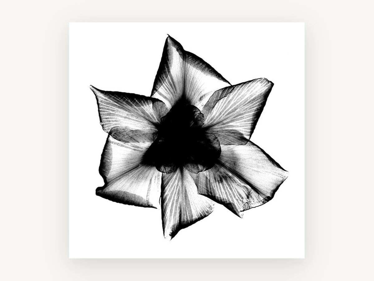 Iris X-Ray Bloom, floral canvas wall art print, front view