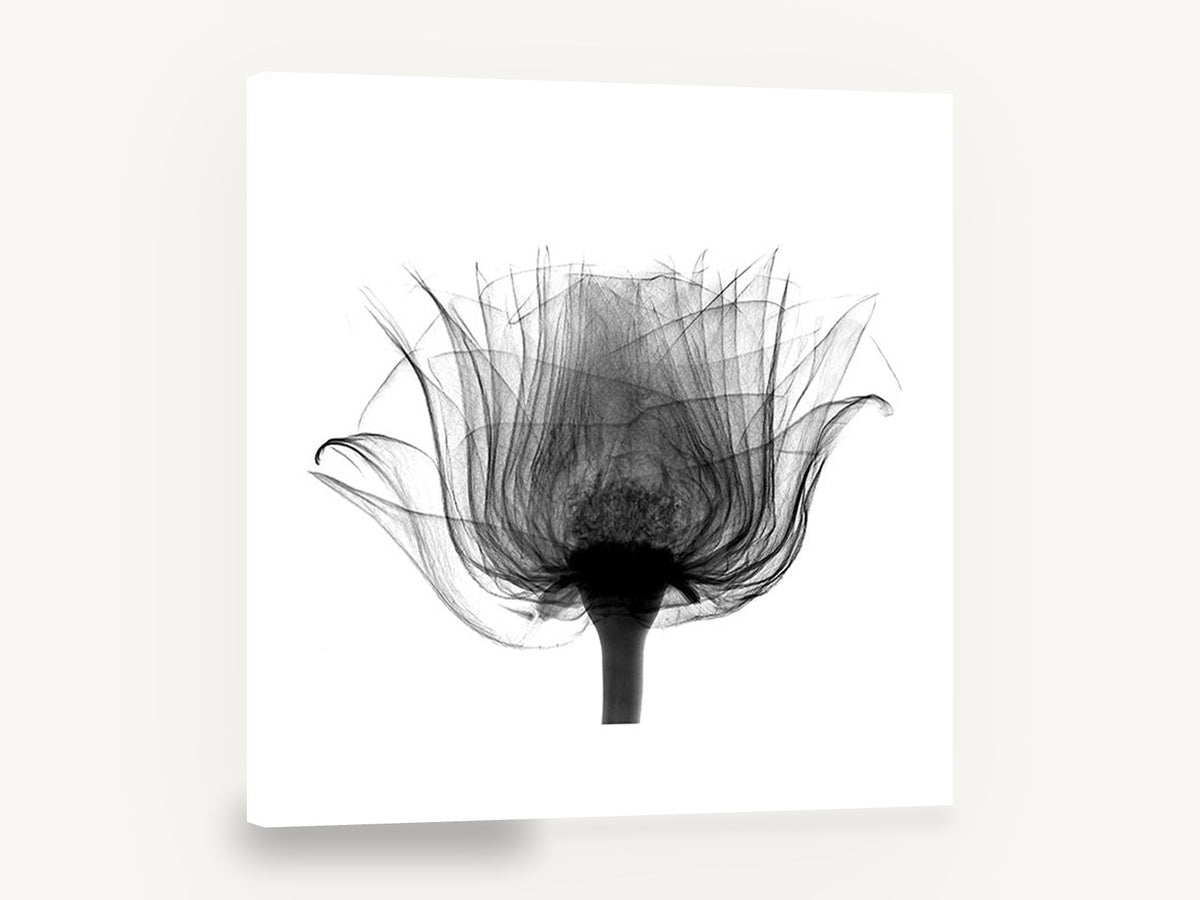 Rose in Silhouette, rose x-ray black and white photography, floral canvas wall art print ready to hang
