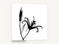 Lily in Silhouette, black and white lily x-ray photograph, floral canvas wall art print ready to hang