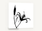 Lily in Silhouette, black and white lily x-ray photograph, floral canvas wall art print ready to hang