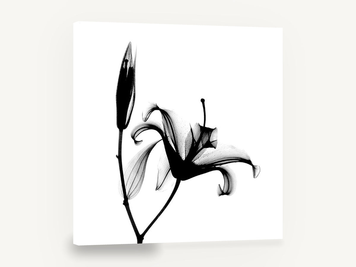 Lily in Silhouette, black and white lily x-ray photograph, floral canvas wall art print ready to hang