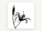 Lily in Silhouette, floral canvas wall art print, front view