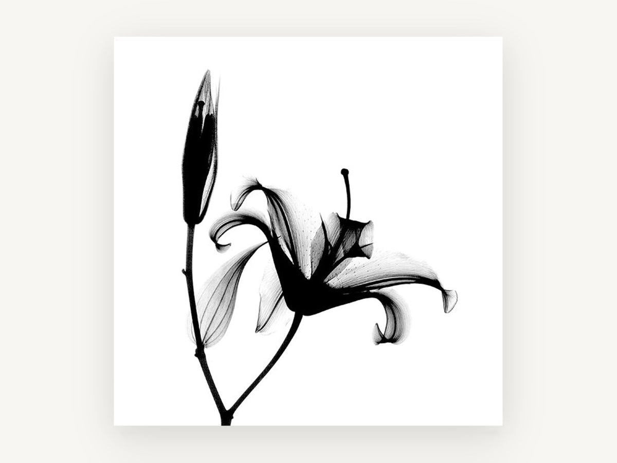 Lily in Silhouette, floral canvas wall art print, front view
