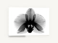 Orchid in Negative, orchid x-ray black and white photograph, floral canvas wall art print ready to hang