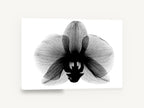 Orchid in Negative, orchid x-ray black and white photograph, floral canvas wall art print ready to hang