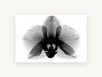 Orchid in Negative, floral canvas wall art print, front view