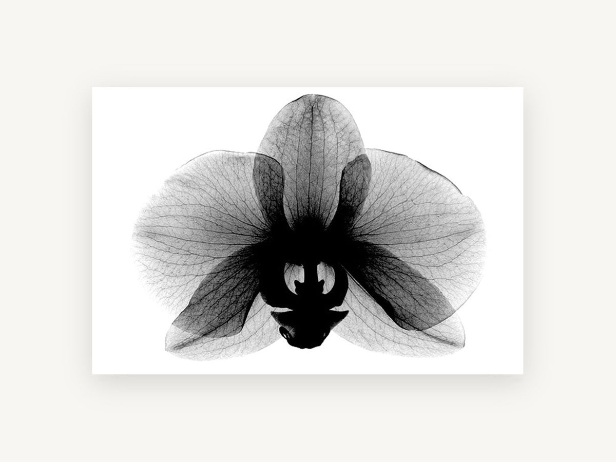 Orchid in Negative, floral canvas wall art print, front view