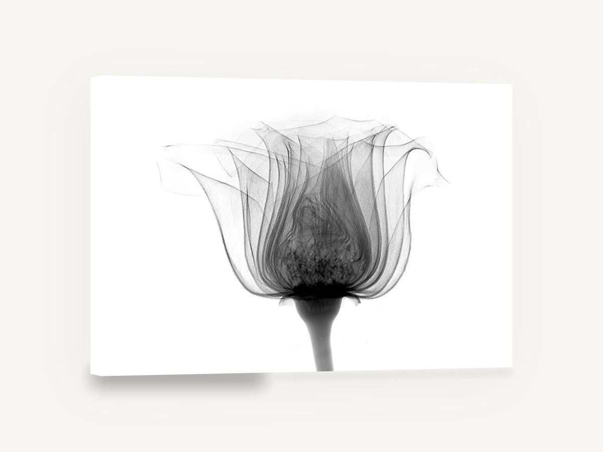 Rose in Silhouette, rose x-ray black and white photograph, floral canvas wall art print ready to hang