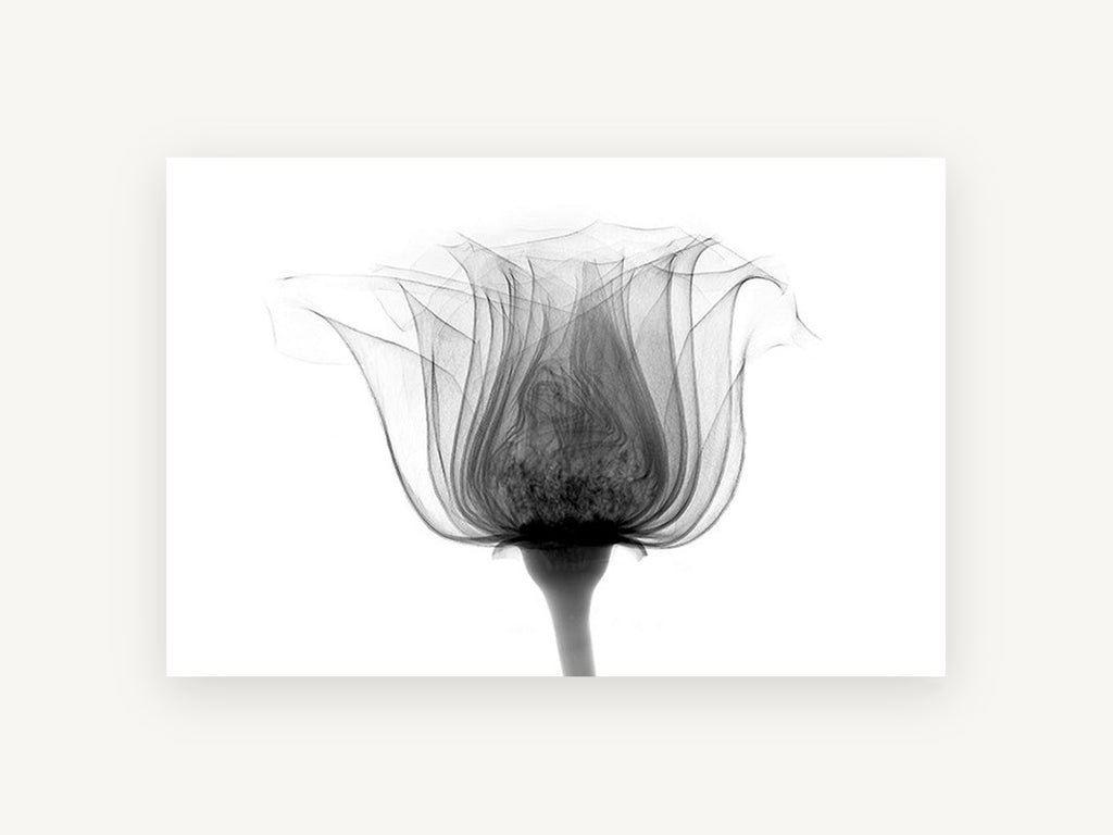 Rose in Silhouette, floral canvas wall art print, front view
