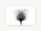 Rose in Silhouette, floral canvas wall art print, front view