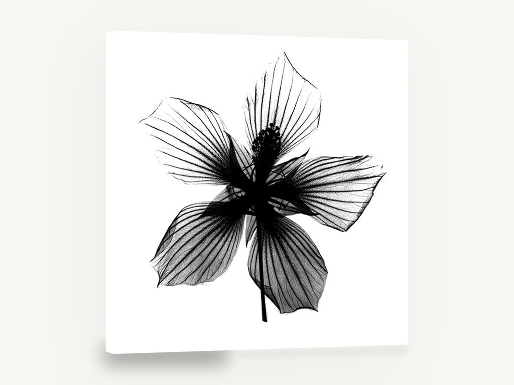 Hibiscus Star Silhouette, hibiscus x-ray black and white floral, floral canvas wall art print ready to hang