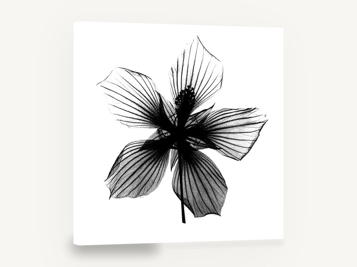 Hibiscus Star Silhouette, hibiscus x-ray black and white floral, floral canvas wall art print ready to hang