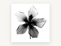 Hibiscus Star Silhouette, floral canvas wall art print, front view