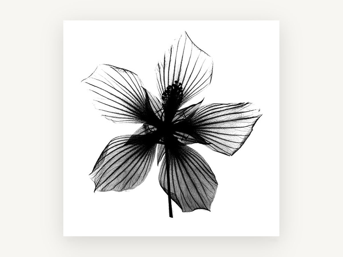 Hibiscus Star Silhouette, floral canvas wall art print, front view