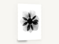 Anemone in Negative, anemone x-ray black and white floral, floral canvas wall art print ready to hang