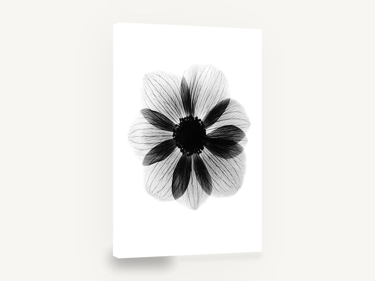 Anemone in Negative, anemone x-ray black and white floral, floral canvas wall art print ready to hang