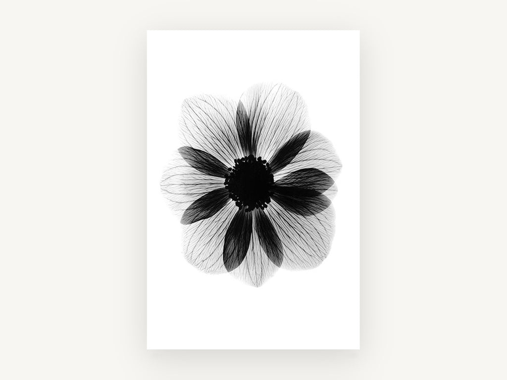 Anemone in Negative, floral canvas wall art print, front view