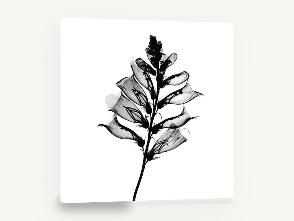Foxglove Shadow Spire, foxglove x-ray black and white botanical, floral canvas wall art print ready to hang