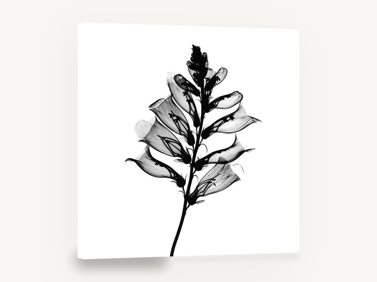 Foxglove Shadow Spire, foxglove x-ray black and white botanical, floral canvas wall art print ready to hang
