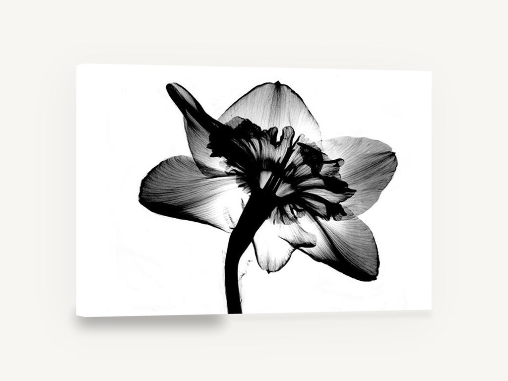 Daffodil Back Light, jonquil flower x-ray black and white, floral canvas wall art print ready to hang