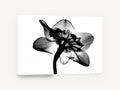 Daffodil Back Light, jonquil flower x-ray black and white, floral canvas wall art print ready to hang