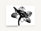Daffodil Back Light, jonquil flower x-ray black and white, floral canvas wall art print ready to hang