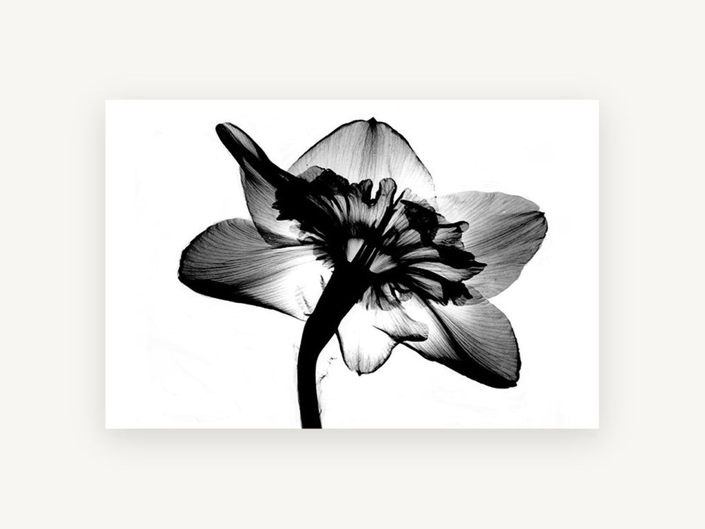 Daffodil Back Light, floral canvas wall art print, front view